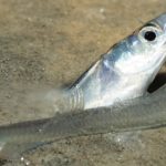 Grunion run